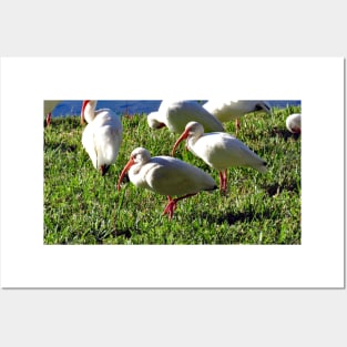 American White Ibis Posters and Art